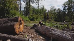 How Our Tree Care Process Works  in  Dogtown, CA