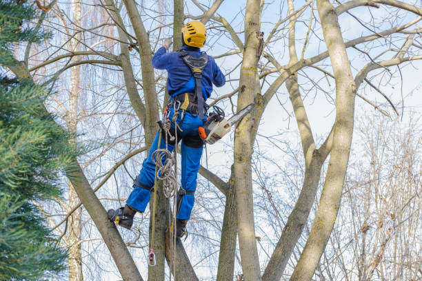 Mulching Services in Dogtown, CA