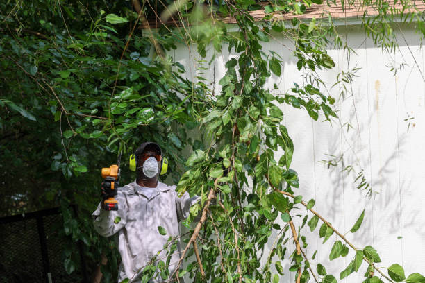 Reliable Dogtown, CA Tree Services Solutions